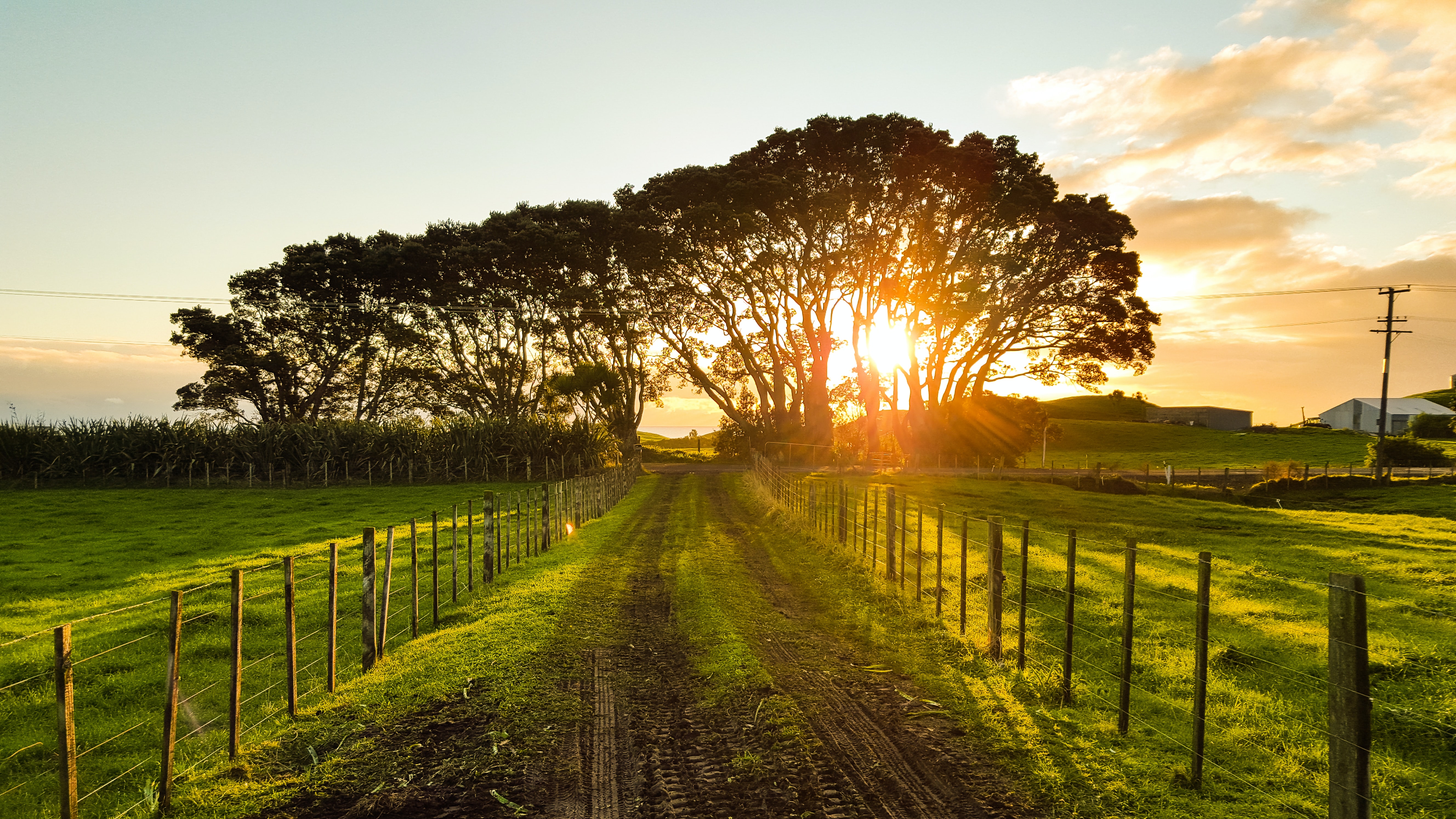 Country Field